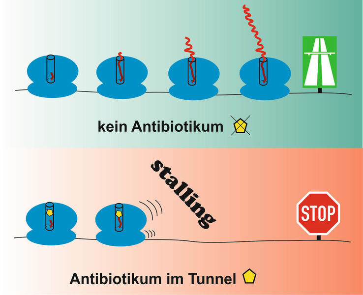 Prozess des „Stalling“: Proteine bleiben im Tunnel der Ribosomen stecken.  (© Norbert Polacek, DCB, Universität Bern)