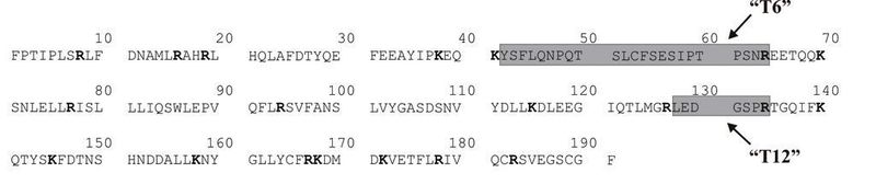 Abb. 3: Aminosäuresequenz des humanen 22 kDa-Wachstumshormons. Das Enzym Trypsin spaltet jeweils nach Lysin (K) und Arginin (R). Diese Aminosäuren sind dunkelgrau hervorgehoben. Die zur Quantifizierung verwendeten Fragmente sind grau hinterlegt [4].  (Bild: PTB)