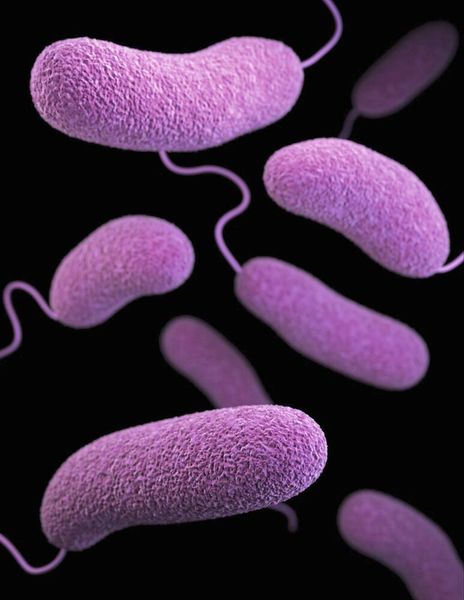 4.Keime als Auslöser für Krankheiten  Der französische Wissenschaftler Louis Pasteur zeigte, dass Mikroben für die Gärung und Fäulnis verantwortlich sind. Seine Experimente führten zur Keimtheorie der Krankheiten, die von Robert Koch weiterentwickelt wurde. Koch identifizierte spezifische Bakterien, die bestimmte Krankheiten verursachen, wie Bacillus anthracis für Milzbrand. Diese Erkenntnisse führten zu besseren Hygienepraktiken und Impfungen, die die Behandlung und Vorbeugung von Infektionskrankheiten maßgeblich verbesserten. Die Keimtheorie legte den Grundstein für moderne Mikrobiologie und Infektionsmedizin. Lesetipp: Die stille Gefahr aus der Nase – und wie sie vielleicht zu besiegen ist  (Bild: frei lizenziert)