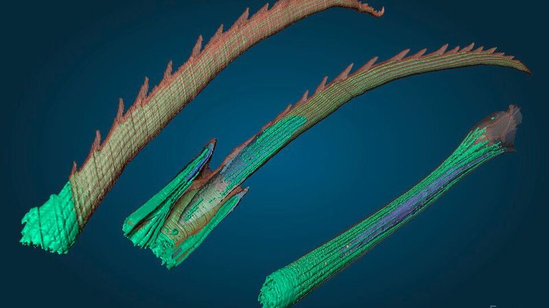 Verschiedene Teile der Borsten des marinen Borstenwurms Platynereis dumerilii, rekonstruiert aus mehr als 1000 elektronenmikroskopischen Aufnahmen, die durch serielle Block-Face-Rasterelektronenmikroskopie gewonnen wurden. Klinge (links), Klinge mit Gelenk (Mitte), Schaft (rechts). Die 3D-Rekonstruktionen wurden farbkodiert, um die Chitinmatrix (braun) und die internen Kanäle (grün) hervorzuheben, die Details über die Biogenese der Borsten offenbaren. (Bild: Ilya Belevich/University of Helsinki)