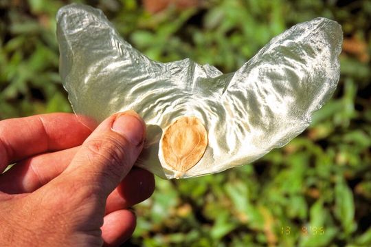 Samen der Java-Gurke, Alsomitra macrocarpa(Bild:  Alsomitra macrocarpa seed /Scott Zona from Miami, Florida, USA / CC BY 2.0)