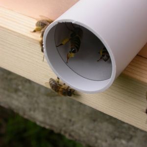 Abb. 2: Die Fluglöcher der Bienenstöcke sind bis auf zwei Röhrenkollektoren verschlossen.