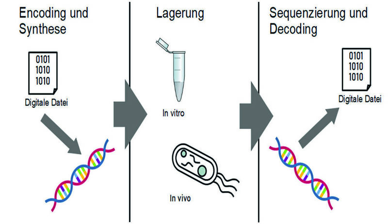 Abb. 3: DNA als Datenspeicher: Digitale Daten werden in DNA übersetzt (Encoding) und synthetisiert, diese kann entweder in vivo oder in vitro gelagert werden. Durch Sequenzierung kann die DNA wieder ausgelesen und zurück in eine digitale Datei übersetzt werden (Decoding).