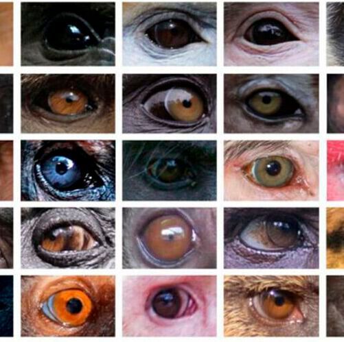 Some of the images measured and analyzed in the study, picturing the diversity in color and forms. Some of the images measured and analyzed in the study, picturing the diversity in color and forms.