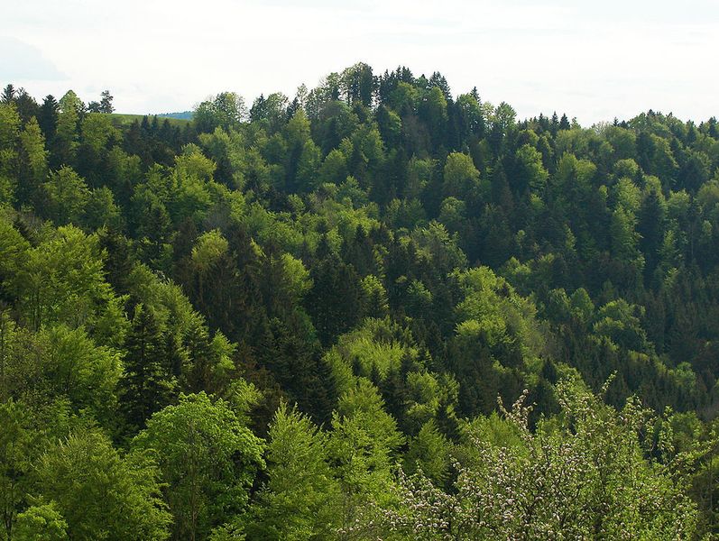 Mischwald aus Eichen (Vordergrund), Buchen und Weisstannen. (Peter Brang (WSL))