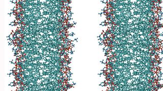 Biomembranen verlieren ihre biologischen Funktionen, wenn sie miteinander verkleben. Ein dünner Wasserfilm verhindert, dass sich die Membranen (links und rechts) zu nahe kommen. (Bild: Emanuel Schneck)