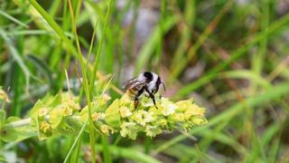 Bioaktive Stoffe in Heilpflanzen – wie dem von der europäischen Arzneimittelagentur EMA anerkannten Sideritis – erfüllen in Ökosystemen spezifische Aufgaben, beispielsweise bei der Bestäubung.  (Bild: Theodoridis / Senckenberg)