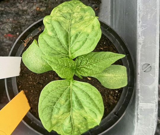 Blatt-Ringflecken-Symptom, verursacht durch das Tomato spotted wilt virus an Paprika(Bild:  DSMZ)