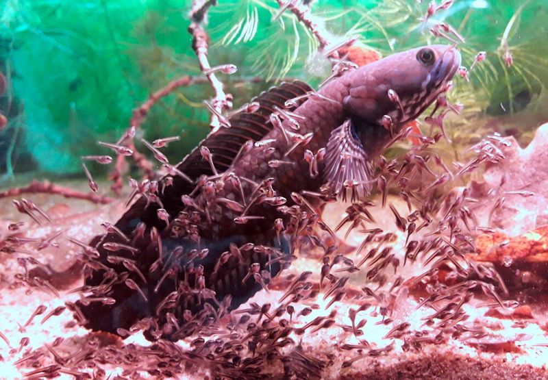 Snakehead male guarding his fry.  (Valter Weijola)