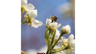 Honigbiene beim Nektarsammeln (Bild: Siemens)