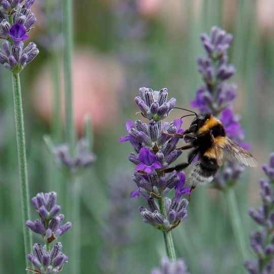 Biodiversity supports everything in nature that we need to survive, including our food and clean water. Biodiversity supports everything in nature that we need to survive, including our food and clean water.