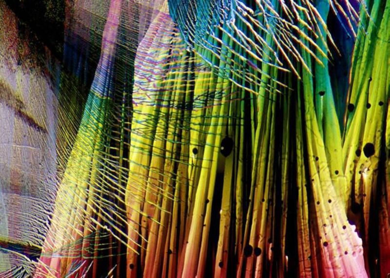 Nicht nur Früchte, sondern auch Gemüsesorten, wie dieser  Spargel, sehen unter dem Polarisationsmikroskop faszinierend aus. 
Quelle: http://www.unleashed-visions.com  (Ludwig Eckl)