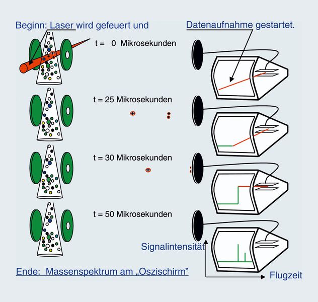 Abb.4: Schematische Darstellung
eines Flugzeitmassenspektrometers.
Mit
jedem Laserpuls wird ein
volles Massenspektrum
erhalten. Mögliche Wiederholraten
liegen bei 20
bis 50 Hz. Die zeitliche
Auflösung, die zurzeit
durch das Gaseinlasssystem
begrenzt ist,
liegt im Bereich von 20
Millisekunden. (Archiv: Vogel Business Media)