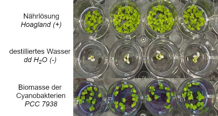 Anzucht von Entengrütze basierend auf der Biomasse von Anabaena sp. PCC 7938 im Vergleich zu hochreinem Wasser (ddH2O) und einer Standartnährlösung (Hoagland). 