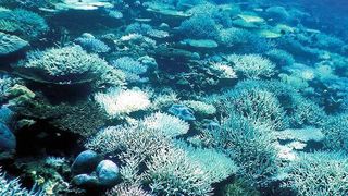 Korallenbleiche eines Riffes bei Mahé, Seychellen. Durch ungewöhnlich warme Wassertemperaturen haben diese Korallen ihre Symbiosepartner, kleine Algen im Gewebe, verloren, die ihnen normalerweise durch Photosynthese Nährstoffe liefern.  (Bild: © Anna Koester)