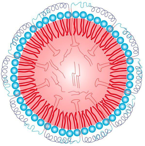 Schematische Darstellung eines Oleosoms. Im Inneren einer Hülle, bestehend aus Phospholipiden (blau) befindet sich Öl. Die Stabilität wird durch das Protein „Oleosin“ gewährleistet, welches mit einem Anker tief in das Öl eindringt. (MPI-P)