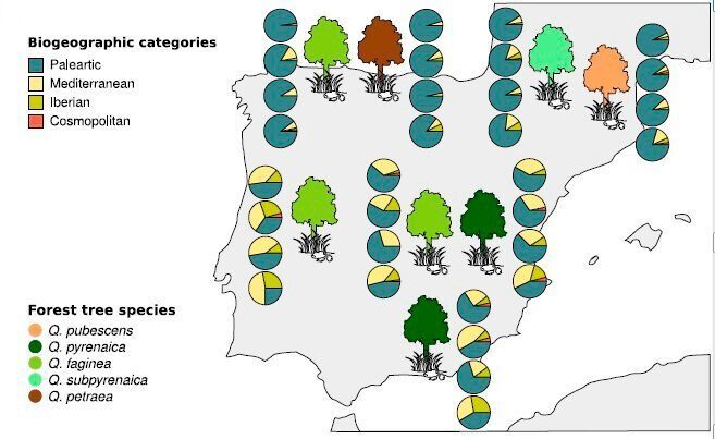 The new study focuses on the study of spider communities in the national parks of Aigüestortes i Estany de Sant Maurici, Ordesa y Monte Perdido, Picos de Europa, Monfragüe, Cabañeros and Sierra Nevada. (Universitat de Barcelona)