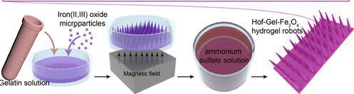 Der Milliroboter besteht aus einer Gelatinelösung, die mit Eisenoxid-Mikropartikeln vermischt ist. Ein Platzieren des Materials über einem Permanentmagneten bewirkt, dass sich insektenartige Beine ausbilden. Mit Ammoniumsulfat erfolgt abschließend eine Vernetzung im Hydrogel. (Bild:  American Chemical Society)