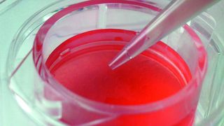 Die neuen Zellkultur-Inserts von Viscofan Bioengineering sind ausschließlich mit einer Kollagenmembran bestückt.  (Bild: Viscofan Bioengineering)