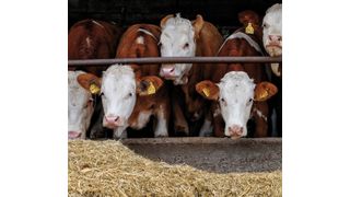 Abb.1: Im Mastbetrieb von Zuchtvieh werden neben herkömmlichen Futtermitteln auch immer wieder verbotene Substanzen wie etwa Steroide eingesetzt (© Superingo/Fotolia.com)