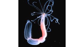 Ausgewachsener Polyp der Seeanemone Nematostella vectensis (Bild: Nature, 2005)
