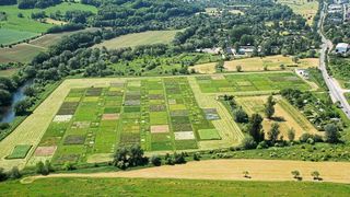 Die Artenvielfalt von Pflanzen und Bodenmikroorganismen trägt im Experiment zur effizienten Nutzung von Phosphor bei. (Bild: Das Jena Experiment)