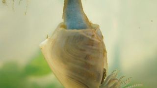 Erwachsene Dosima auf einem Treibholz festsitzend. (Ingo Grunwald)