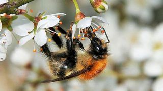 Eine Hummel sammelt Nektar in den Blüten eines Obstbaumes  (Sophie Hedges)