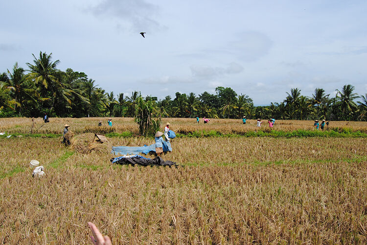 Arbeiter auf einem Reisfeld (Archiv: Vogel Business Media)