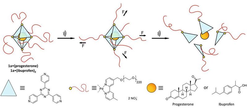 Grafische Darstellung des Oktaeder-förmigen Käfigs, der durch Palladiumatome an den Ecken, die wiederum an lange organische Polymerketten verknüpft sind, zusammengehalten wird. Der Käfig birgt Wirkstoffmoleküle (orange Kugel). Im mittleren und linken Bild bewirken Ultraschallwellen Scherkräfte auf die Polymerketten, wodurch schließlich der Käfig zerbricht und das Wirkstoffmolekül entlässt. 