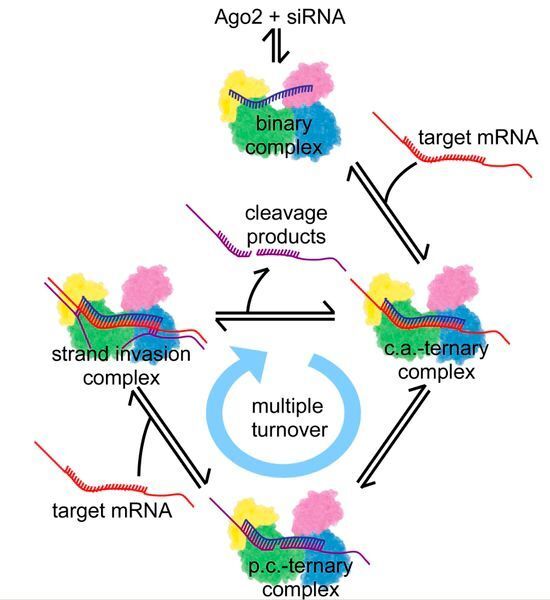 Mechanistisches Modell von siRNA-indizierter RNA-Interferenz nach dem assoziativen Weg. (Bild: Universität zu Lübeck)