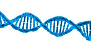 In der weltgrößten genetischen Studie zu Arthrose fanden die Forscher neben 52 neue Veränderungen im Erbgut, die mit Arthrose in Verbindung stehen, auch Ansätze, um die Krankheit medikamentös besser behandeln zu können. (Symbolbild)  (gemeinfrei)