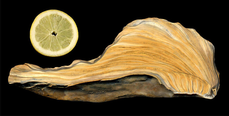 Austern mit Zitrone: Der Größenvergleich zeigt die Anwachslinien einer miozänen Auster aus Leobersdorf bei Wien im Längsschnitt.  (Bild: Mathias Harzhauser)