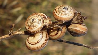 Ein Beispiel für die Globalisierung von Artvorkommen: die Mittelmeersandschnecke ist rund ums Mittelmeer heimisch, wurde jedoch in den letzten Jahrzehnten in zahlreiche Gebiete der Erde verschleppt wie Kalifornien, Südafrika, Argentinien und südliches Australien. (Bild: Cesar Capinha)