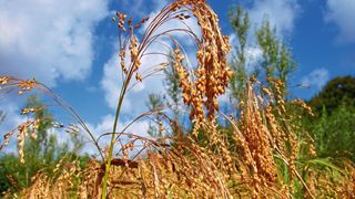 Rispenhirse kurz vor der Ernte (Bild: Wiebke Kirleis)
