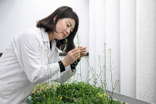 Dr. Jiali Zhu untersuchte für ihre Arbeit gepfropfte Pflanzen der Art Capsella rubella. Dafür kombinierte sie Wurzel und Spross mit unterschiedlichen Genotypen und entdeckte dabei mobile sRNAs, die sich von der Wurzel zum Spross bewegen können und eine funktionelle Rolle bei der Pollenentwicklung und Samenproduktion spielen.(Bild:  © MPI-MP/sevens+maltry)