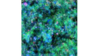 MiROM-Mikroskopaufnahme von lebenden Adipozyten (1mm x 1mm): Lipide (rot), Proteine (grün) und Kohlenhydrate (blau). (Helmholtz Zentrum München / Miguel A. Pleitez)