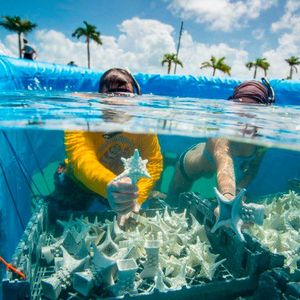 Korallenriff Seed Units // Gewinner: "Sustainability" // Aus Keramik gedruckte Träger, die Korallenlarven an Riffe locken. // Eingereicht von: Emerging Objects; Ronald Rael, Virginia San Fratello, Sandy Curth, Logman Arja, SECORE International, USA (Bild:  3dpc)