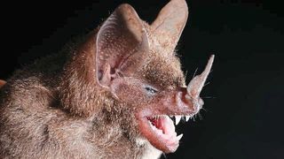 Brillenblattnasen-Fledermaus (Carollia perspicillata / Alex Borisenko / CC BY-SA 3.0)