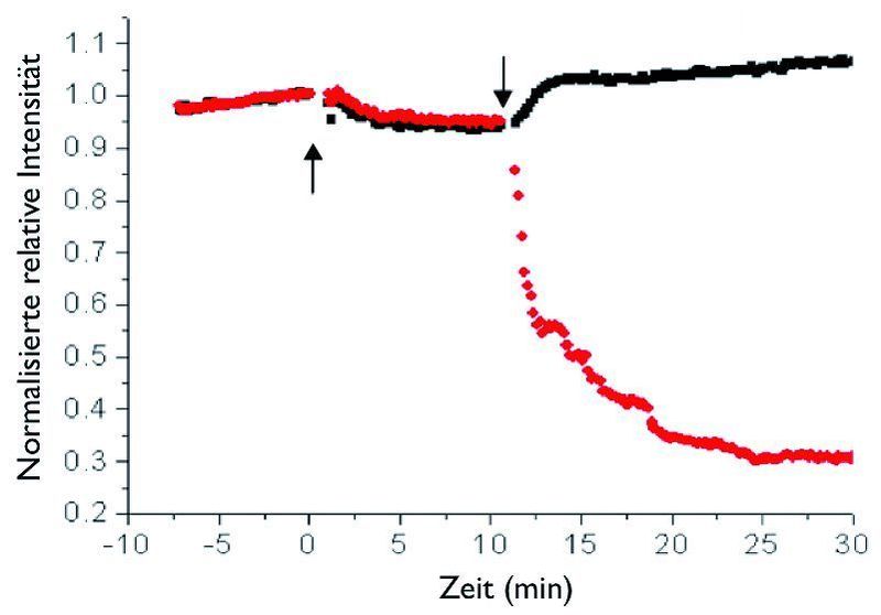 5	 Protein-Detektion in einer komplexen Mischung. Einer Puffer-Lösung wurde fetales Kalbs-Serum zu einer 10%-igen Konzentration hinzugefügt (linker Pfeil) sowie nach 10 min (rechter Pfeil) Streptavidin zu einer Gesamtkonzentration von 50 nM. (Bild: Lenhert/Brinkmann; aus „Lipid Multilayer Gratings“ (Nature Nanotechnology) [1]) (Bild: Lenhert/Brinkmann; aus „Lipid Multilayer Gratings“ Nature Nanotechnology)
