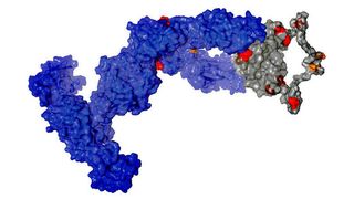 Strukturelles Modell des IgNAR Hai-Antikörpers (Bild: Janosch Hennig, TUM/Helmholtz Zentrum)