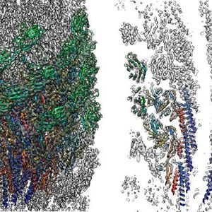 Three dimensional density map and atomic model of the native supercoiled flagellar hook revealed by cryoEM image analysis. Left: side view; right: a central section.