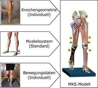 Das MKS-Modell berücksichtigt drei Einflussgrößen: Knochengeometrie, Muskelsystem und Bewegungsdaten. (Bild: IFUM)