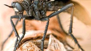 Die Große Wolfsfliege (Dasypogon diadema), ist eine giftige Raubfliege, die auch in Hessen vorkommt und spezialisiert Hautflügler jagt. (Björn M. von Reumont)