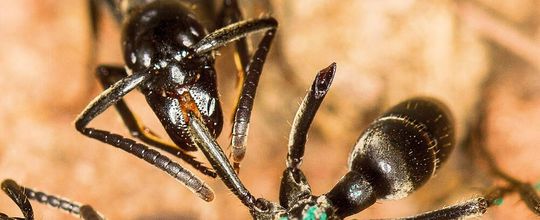 Eine Matabele-Ameise behandelt die Wunde einer Artgenossin mit einer antimikrobiellen Substanz. Eine Matabele-Ameise behandelt die Wunde einer Artgenossin mit einer antimikrobiellen Substanz.