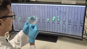 Afb. 1: Een CellTrap-chip vóór het live-microscoopbeeld van de vallen. Elke kamer bevat enkele immuuncellen en kankercellen, waarvan de interactie gedurende vele uren wordt gevolgd. (Bild: TUM)