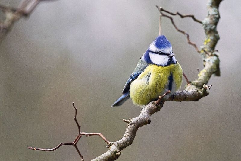 Die Blaumeise und andere verbreitete Vogelarten passen sich an Umweltveränderungen an – aber vermutlich nicht schnell genug. (gemeinfrei, WenPhotos)