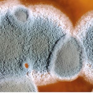 Bild 2: Ein feuchtwarmes Klima ist ein guter Nährboden für Krankheitskeime und -erreger, zum Beispiel Schimmelpilze. Mit steigender Temperatur nimmt deren Wachstumsgeschwindigkeit zu.