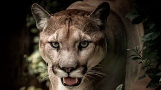 Raubtierblick: Die Sehzellen beispielsweise eines Pumas melden nur Bilddetails ans Gehirn, die sich dynamisch verändert haben. Bisherige KI-Ansätze analysieren hingegen stets komplette Frames und destilieren mit viel Rechenaufwand Unterschiede heraus. (Bild: gemeinfrei)