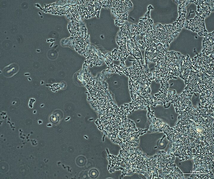1 Lactobacillus casei im Phasenkontrast aufgenommen mit dem aufrechten Durchlichtmikroskop Zeiss Axio Lab.A1 (Zeiss)